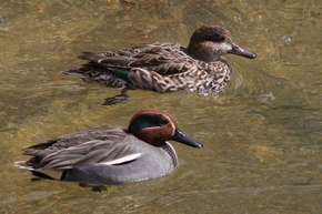 コガモ　雌・雄